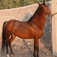 اسب مادیان اصیل خالص درشوری|اسب و تجهیزات اسب‌سواری|بم, |دیوار