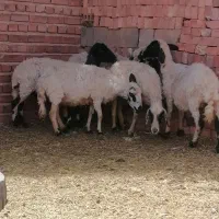 میش|حیوانات مزرعه|کرمان, |دیوار