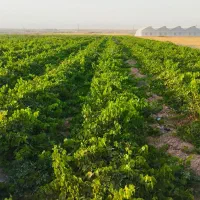 نهال انگور با ضمانت کتبی|خدمات باغبانی و درختکاری|تاکستان, |دیوار