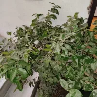درختچه