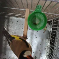 سهره رسمی قرص بیخون رام|پرنده|ری, صفاییه (چشمه علی)|دیوار