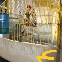 فروش چندجفت عروس هلندی|پرنده|بندر امام خمینی, |دیوار