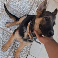 توله ۴ماهه گم شده. مژدگانی