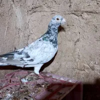 هفترنگ|حیوانات|قزوین, |دیوار