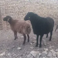 بره نر هترو|حیوانات مزرعه|اسفراین, |دیوار