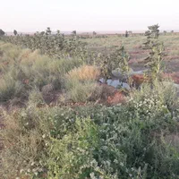 فروش اب وزمین کشاورزی ۴۸۰۰۰متر ۱۲ ساعت اب|فروش دفتر صنعتی، کشاورزی، تجاری|کاشان, کارخانه سایپا کاشان|دیوار
