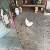 جوجه ومرغ وقفس