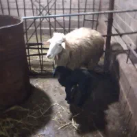 گوسفند وره مار