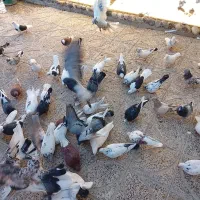 (تعدادی کبوتر،فروش فوری)|پرنده|معصومیه, |دیوار