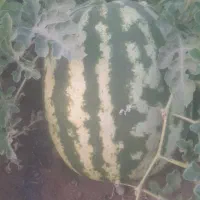 هندوانه‌