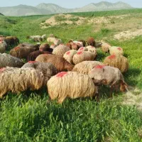 تخفیف به مدت یک هفته گوسفند از دامنه کوه های قوچان|حیوانات مزرعه|تهران, نارمک|دیوار