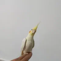 عروس هلندی نر|پرنده|مشهد, ایوان|دیوار