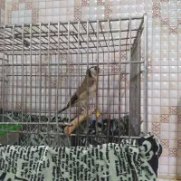کبوتر قناری|پرنده|باغ ملک, |دیوار
