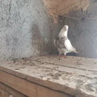 کبوتر طوقی