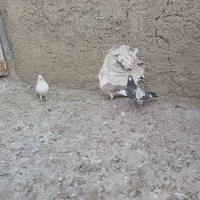 پنج عدد کبوتر پرشی