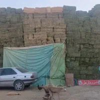 یونجه درجه یک چین دوم|خدمات باغبانی و درختکاری|شراء, |دیوار