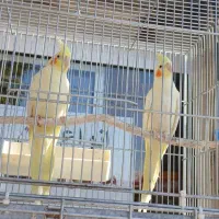 یک جفت عروس هلندی لوتینو سالم همراه قفس وسایل|پرنده|هشتگرد, تهران دشت|دیوار