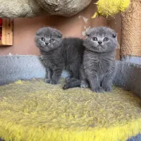 پیشی های کیوت پرشین سفیدوبریتیش اسکاتیش خاکستری