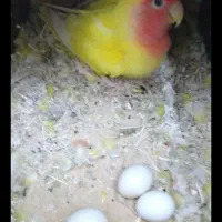 جفت طوطی گوطوله برزیلی