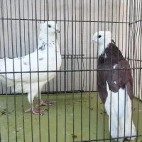 نر و ماده شازده سرور|پرنده|قم, شاه احمد قاسم|دیوار