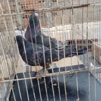 کبوتر پرشی سید|پرنده|بومهن, |دیوار