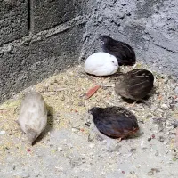 بلدرچین آبی آسیایی