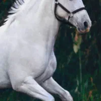 اسب اصیل کرد