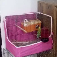 دو عدد مرغ عشق با تخم