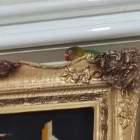 طوطی برزیلی کوتوله|پرنده|اصفهان, شاهد|دیوار