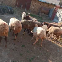 ۱۰ راس گوسفند شیره دار و ۲ راس خرت شیره دار