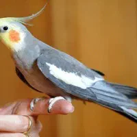 عروس هلندی آهویی گمشده