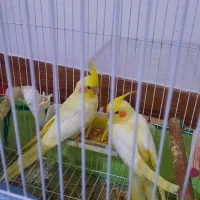 عروس هلندی