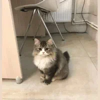 گربه اسکاتیش پرشین خاص