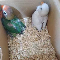 جوجه گرینچیک وکوتوله موجود هست