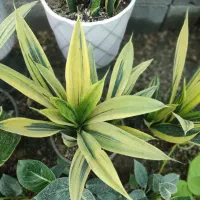 فروش خاک برگ