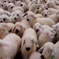 بره گوسفند فروشی درجه یک شبانه روزی|حیوانات مزرعه|شاهین‌شهر, خانه کارگر|دیوار