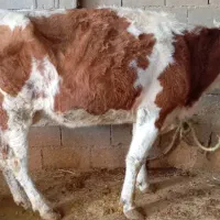 دوتا گاو سمینتال شیری