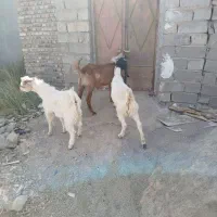 سه عدد کهره