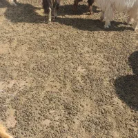 بزغاله بفروش میرسد|حیوانات مزرعه|اهر, |دیوار