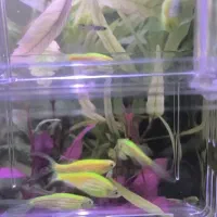 ماهی زبرا سوپر باله|ماهی|زنجان, |دیوار