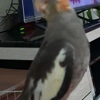 پرنده گم شده محدوده اکرم آباد