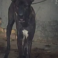 سگ افغان اصیل ماری