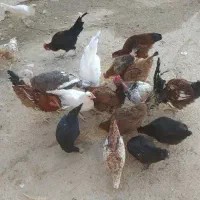 چند عدد مرغ و خروس