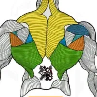 استخدام مربی بدنسازی و حرکات اصلاحی