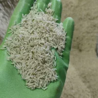 برنج طارم محلی|خوردنی و آشامیدنی|کوهدشت, |دیوار