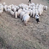 گوسفند وبز حامله سگ بره قصابی