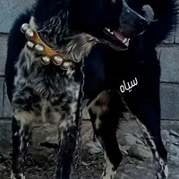 قدرجونی ۱۵ماهه