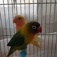 یک جفت کوتوله نر و ماده چشم شرابی ناز دستی
