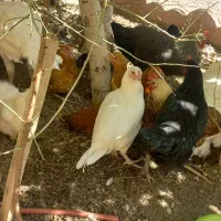 مرغ خانگی تخمگذار