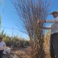 انواع نهال و درخت تک و عمده موجود